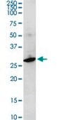 Anti-F11R antibody produced in rabbit purified immunoglobulin, buffered aqueous solution