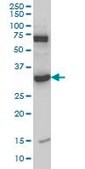 Monoclonal Anti-MPG, (N-terminal) antibody produced in mouse clone 2C5, purified immunoglobulin, buffered aqueous solution