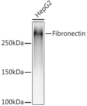 Anti-Fibronectin Antibody, clone 5I8T1, Rabbit Monoclonal