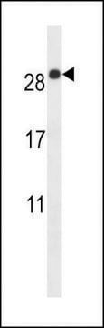 ANTI-EMP2(C-TERMINAL) antibody produced in rabbit affinity isolated antibody, buffered aqueous solution