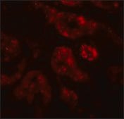Anti-REQUIEM antibody produced in rabbit affinity isolated antibody, buffered aqueous solution