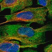Anti-TRIML2 antibody produced in rabbit Prestige Antibodies&#174; Powered by Atlas Antibodies, affinity isolated antibody, buffered aqueous glycerol solution