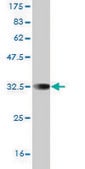 Monoclonal Anti-SP7 antibody produced in mouse clone 2G6, purified immunoglobulin, buffered aqueous solution