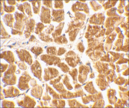 Anti-CX3CR1 antibody produced in rabbit affinity isolated antibody, buffered aqueous solution