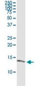 Monoclonal Anti-ISCA1 antibody produced in mouse clone 1A11, purified immunoglobulin, buffered aqueous solution