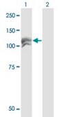 Monoclonal Anti-NEDD4L antibody produced in mouse clone 1D2, purified immunoglobulin, buffered aqueous solution