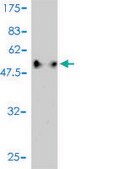 Monoclonal Anti-C1QTNF2 antibody produced in mouse clone 1D7-2C7, purified immunoglobulin, buffered aqueous solution