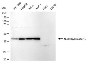 Anti Nudix Hydrolase 19 Antibody, clone 24GB150, Rabbit Monoclonal clone 24GB150, recombinant rabbit monoclonal, expressed in HEK293 cells