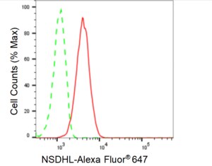 KD-Validated Anti NSDHL Antibody, clone 24GB510, Rabbit Monoclonal clone 24GB510, recombinant rabbit monoclonal, expressed in HEK293 cells