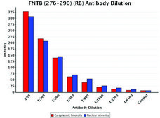 Anti-FNTB (276-290) antibody produced in rabbit IgG fraction of antiserum, buffered aqueous solution