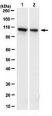 Anti-PDCD6-interacting protein Antibody, clone 12H1.2 clone 12H2.1, from mouse