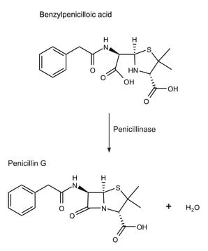 青霉素 来源于蜡样芽胞杆菌 lyophilized powder, 1,500-3,000&#160;units/mg protein (using benzylpenicillin)