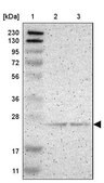 Anti-PDDC1 antibody produced in rabbit Prestige Antibodies&#174; Powered by Atlas Antibodies, affinity isolated antibody, buffered aqueous glycerol solution