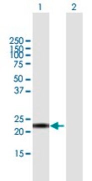Anti-CALML6 antibody produced in mouse purified immunoglobulin, buffered aqueous solution