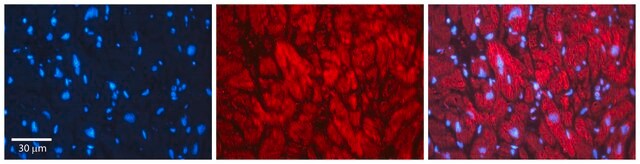 Anti-EHD1 antibody produced in rabbit affinity isolated antibody