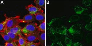 Anti-PIEZO2 Antibody, clone 1H10 ZooMAb® Rabbit Monoclonal recombinant, expressed in HEK 293 cells