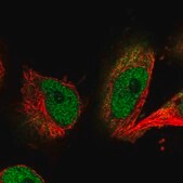 Anti-NTMT1 antibody produced in rabbit Prestige Antibodies® Powered by Atlas Antibodies, affinity isolated antibody, buffered aqueous glycerol solution