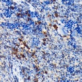 Anti-CSK antibody produced in rabbit