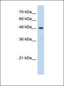 Anti-ERGIC3 antibody produced in rabbit affinity isolated antibody