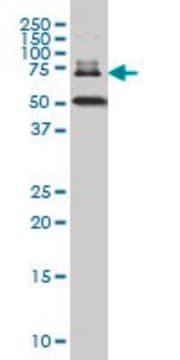 Monoclonal Anti-DKFZp727G131 antibody produced in mouse clone 1A3, ascites fluid