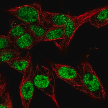 Anti-PSME4 antibody produced in rabbit Prestige Antibodies&#174; Powered by Atlas Antibodies, affinity isolated antibody, buffered aqueous glycerol solution