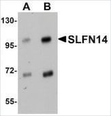 Anti-SLFN14 antibody produced in rabbit affinity isolated antibody, buffered aqueous solution