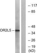 Anti-OR2L5, C-Terminal antibody produced in rabbit affinity isolated antibody