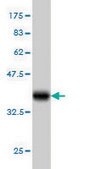 Monoclonal Anti-ARMCX3 antibody produced in mouse clone 2G3, purified immunoglobulin, buffered aqueous solution