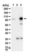Anti-LRRC8B Antibody, clone 1C14 ZooMAb® Rabbit Monoclonal recombinant, expressed in HEK 293 cells