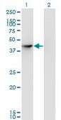 Monoclonal Anti-SEPHS1, (N-terminal) antibody produced in mouse clone 3G3, purified immunoglobulin, buffered aqueous solution