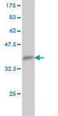 Monoclonal Anti-TFCP2 antibody produced in mouse clone 3H6, purified immunoglobulin, buffered aqueous solution