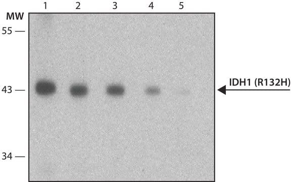 Anti-IDH1 (R132H) antibody, Mouse monoclonal clone HMab-1, purified from hybridoma cell culture