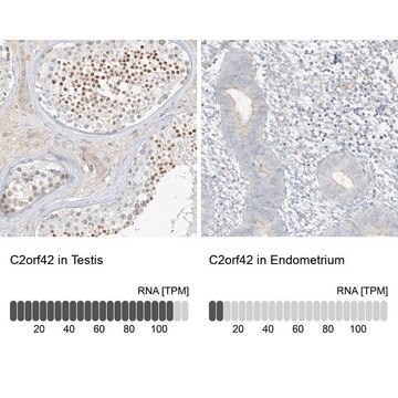 Anti-C2orf42 antibody produced in rabbit Prestige Antibodies&#174; Powered by Atlas Antibodies, affinity isolated antibody, buffered aqueous glycerol solution