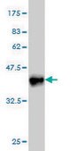 Monoclonal Anti-CRLF1 antibody produced in mouse clone 4F4, purified immunoglobulin, buffered aqueous solution