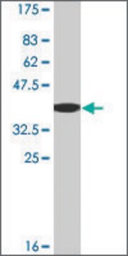Monoclonal Anti-GATM, (N-terminal) antibody produced in mouse clone 2H7, ascites fluid