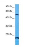Anti-MLKL affinity isolated antibody