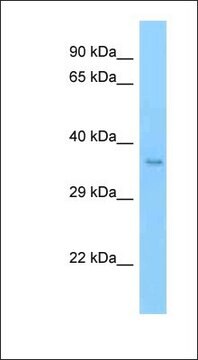 Anti-MFNG antibody produced in rabbit affinity isolated antibody