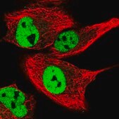Anti-GPRIN2 antibody produced in rabbit Prestige Antibodies® Powered by Atlas Antibodies, affinity isolated antibody, buffered aqueous glycerol solution
