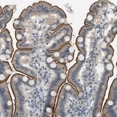 Anti-UGT8 antibody produced in rabbit Prestige Antibodies&#174; Powered by Atlas Antibodies, affinity isolated antibody, buffered aqueous glycerol solution