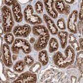 Anti-BRWD1 antibody produced in rabbit Prestige Antibodies&#174; Powered by Atlas Antibodies, affinity isolated antibody, buffered aqueous glycerol solution