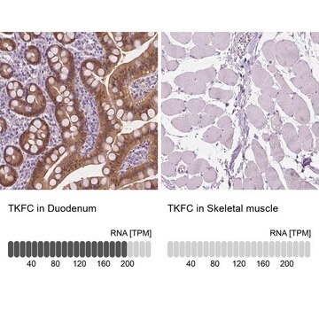 Anti-TKFC antibody produced in rabbit Prestige Antibodies&#174; Powered by Atlas Antibodies, affinity isolated antibody, buffered aqueous glycerol solution