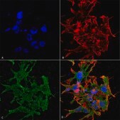 Monoclonal Anti-Cav3.1 antibody produced in mouse clone S178A-9, purified immunoglobulin
