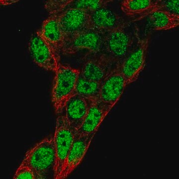 Anti-PROX1 antibody produced in rabbit Prestige Antibodies&#174; Powered by Atlas Antibodies, affinity isolated antibody