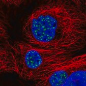 Anti-SON antibody produced in rabbit Prestige Antibodies&#174; Powered by Atlas Antibodies, affinity isolated antibody