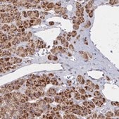 Anti-PEX3 antibody produced in rabbit Prestige Antibodies&#174; Powered by Atlas Antibodies, affinity isolated antibody, buffered aqueous glycerol solution