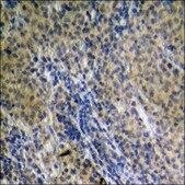 Anti-phospho-MSK1 (pSer360) antibody produced in rabbit affinity isolated antibody