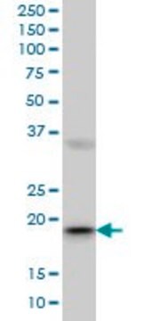 Monoclonal Anti-RBBP9, (C-terminal) antibody produced in mouse clone 2A11, ascites fluid
