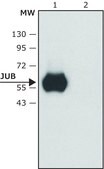 Anti-JUB (N-terminal) antibody produced in rabbit ~1.5 mg/mL, affinity isolated antibody, buffered aqueous solution