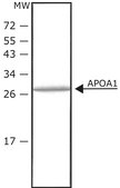 Apolipoprotein A−I human histidine-tagged, recombinant, expressed in HEK 293 cells, ≥98% (SDS-PAGE), lyophilized powder