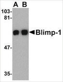 Anti-Blimp-1 (ab1) antibody produced in rabbit affinity isolated antibody, buffered aqueous solution